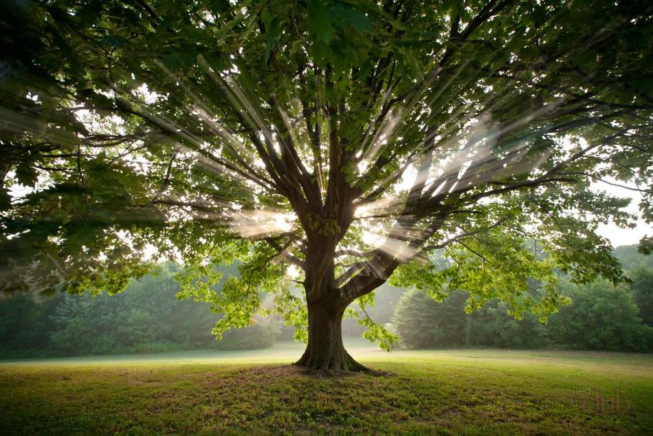 Энергия деревьев для человека